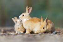 モミジDr.のリカバリー日記 第363回「ウサギのキャラクター」