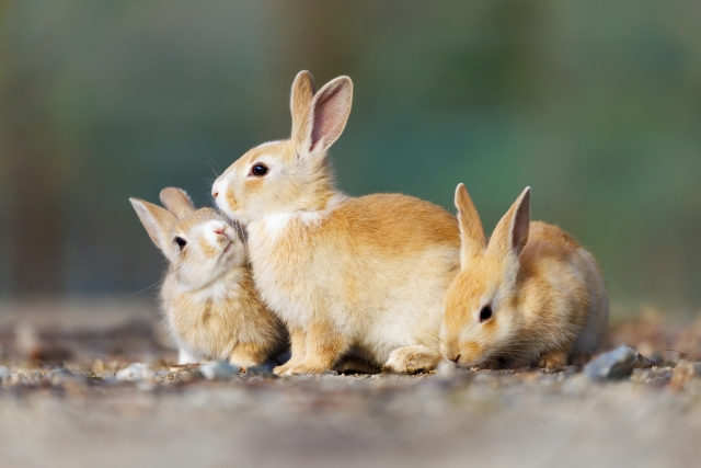 モミジDr.のリカバリー日記 第363回「ウサギのキャラクター」